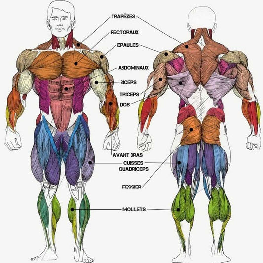 Les 10 Meilleurs Exercices de Musculation pour Débutants à Faire à la Maison
