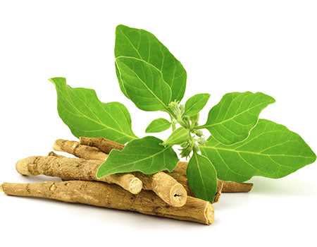 Quels sont les bienfaits de l'ashwagandha Shoden pour les pratiquants de musculation?